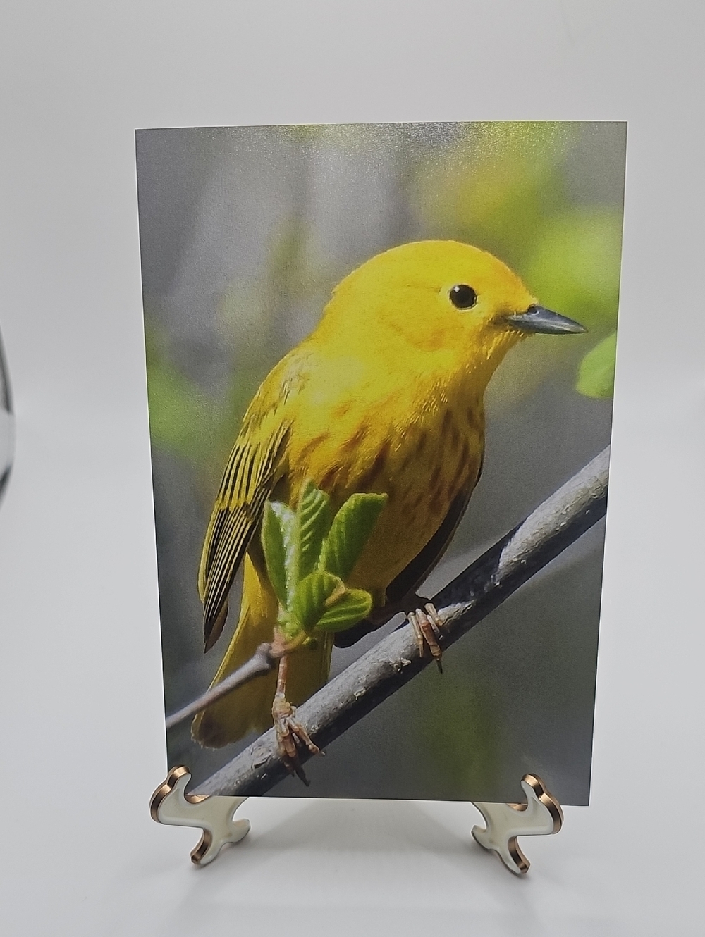 4x6 Yellow Warbler Bird Wildlife Art Print